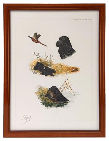 Boris Riab  Fieldspaniël in de natuur