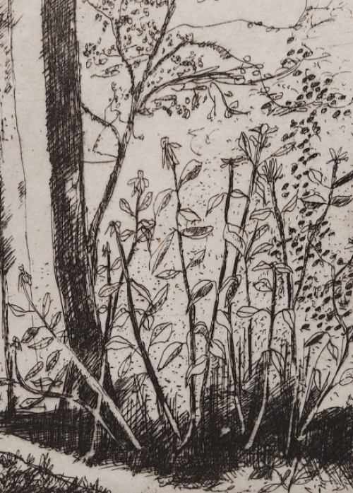 Ets van A. Goezu kopen, titel sous bois