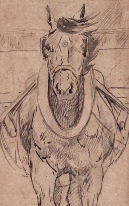 Tekening Brabants trekpaard