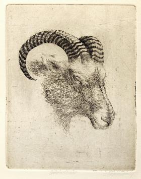 Het sneeuwschaap van Jeanine Behaeghel