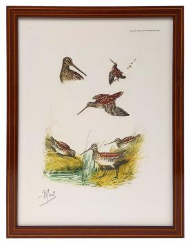 Boris Riab  houtsnip in de natuur