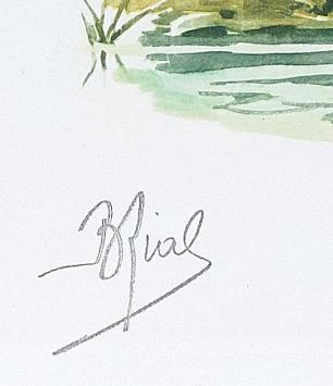 Watersnip in haar natuurlijke habitat