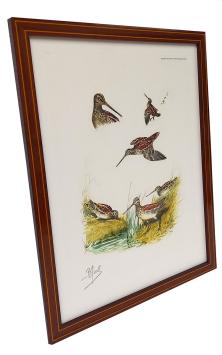 Watersnip in haar natuurlijke habitat