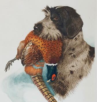 Griffon Korthals met fazant van Boris Riab