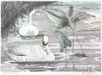 Handgekleurde litho van Ferket met witte zwanen
