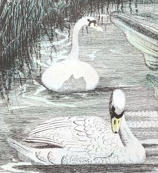 Twee statige witte zwanen, handgekleurd