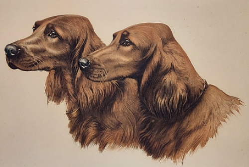 Jachthonden van Léon Danchin