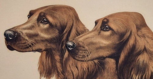 Litho Cocker Spaniels van Léon Danchin