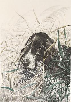 zwart-witte spaniël met watersnip