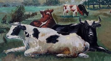 Koeien rustend in de weide