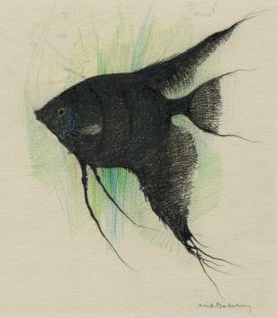 Belgische graficus Dirk Baksteen met een tekening van een vis