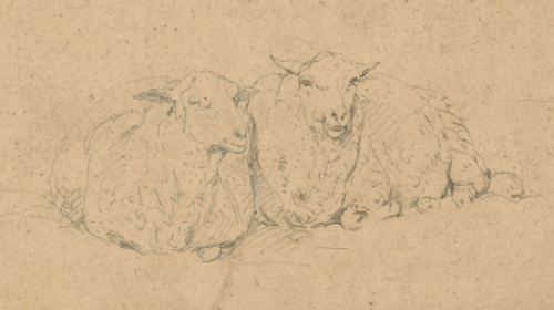 Schapen van E. Verboeckhoven