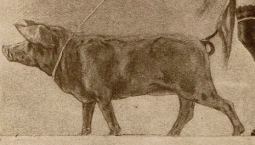 Pornocrates La dame au cochon 1905 Exsteens 982