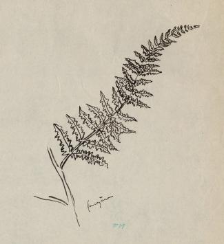 Bloemen een varenblad getekend door Masereel