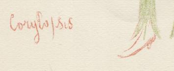 9. Corylopsis litho van J. Ensor