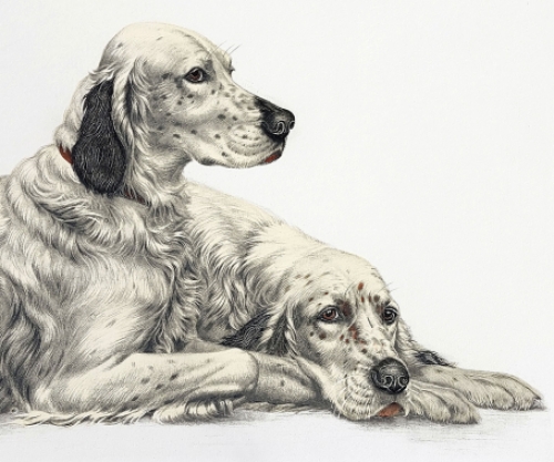 Litho kopen van Léon Danchin