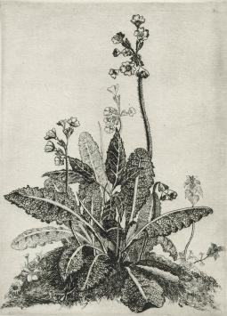 Grafisch kunstwerk van Louis Peeters kopen