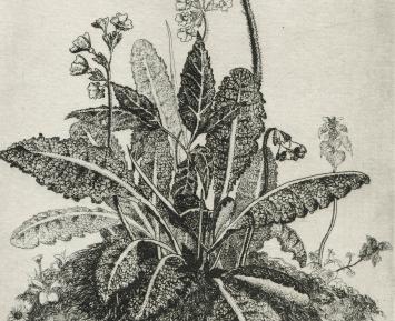 Sleutelbloem 12/50