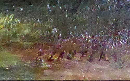 Boerderij aan het bos