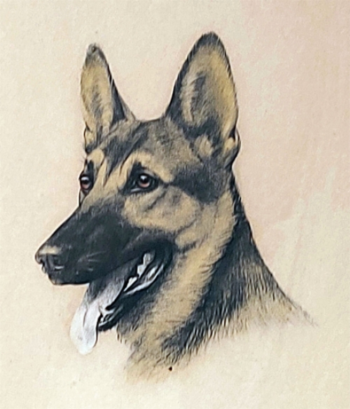 Duitse herdershond van Léon Danchin