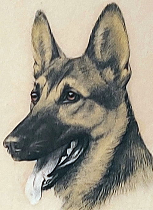 Litho herdershond van Léon Danchin