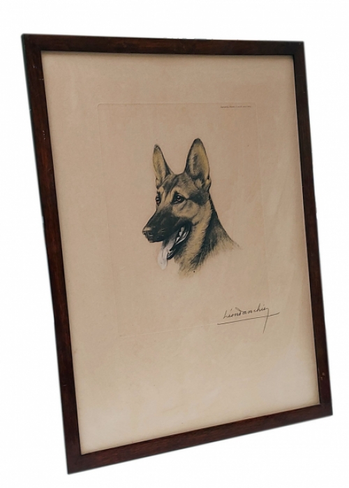 De Duitse herdershond