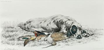 Engelse setter Laverack met wild