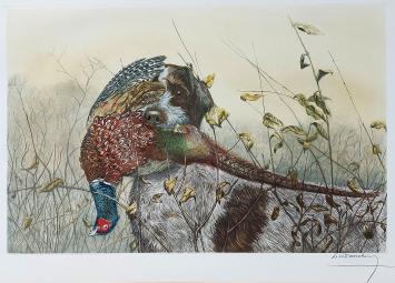 Griffon Korthals van Léon Danchin