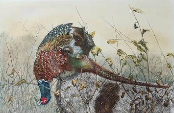 Gravure Griffon Korthals van Léon Danchin