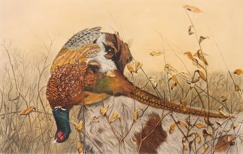 Griffon Korthals van Léon Danchin