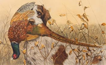 Gravure Griffon Korthals van Léon Danchin