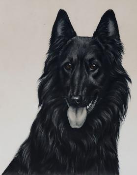 Groenendaeler van L. Danchin