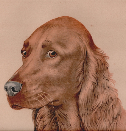 Cocker Spaniel van Léon Danchin