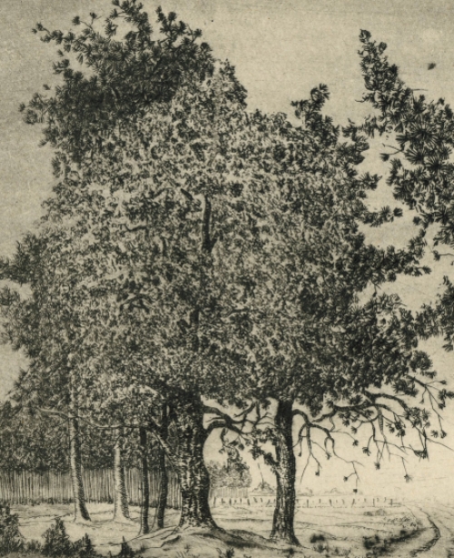 Landschapje met bomen en veldweg 6/50