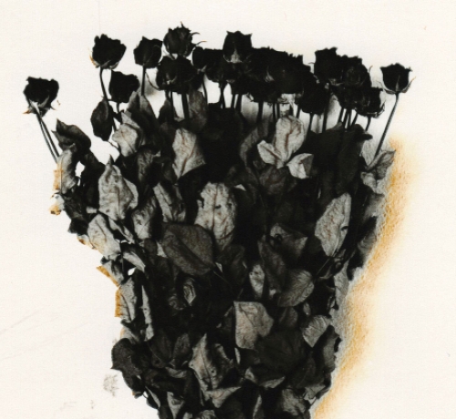 Ludwig Vandevelde met Rozen uit 1987