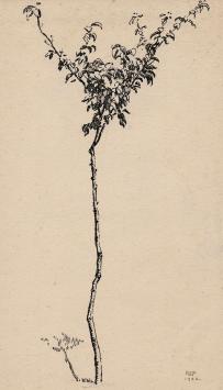 De kleine boom getekend door Maurice Pauwaert