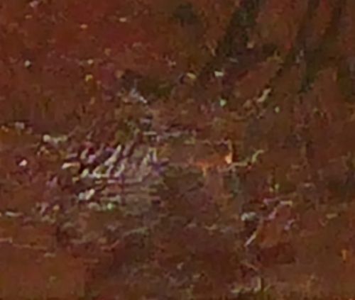 Oude man bij venster