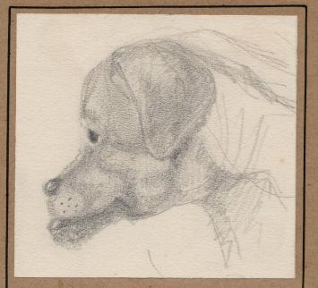 Hond Milov getekend door Maurice Pauwaert