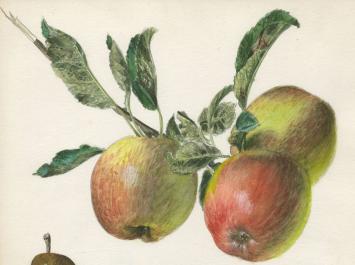 Aquarel van Pascal Van Den Steen kopen