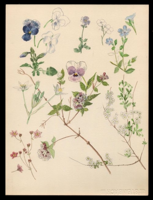 Aquarel van Pascal Van Den Steen kopen