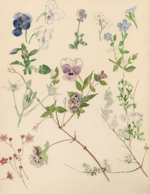 Viooltjes van Pascal Van Den Steen kopen