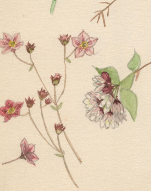 Aquarel van bloemen zoals viooltjes