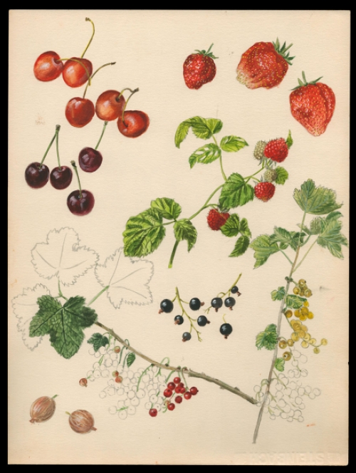 Kunstwerkje, aquarel van Pascal Van Den Steen