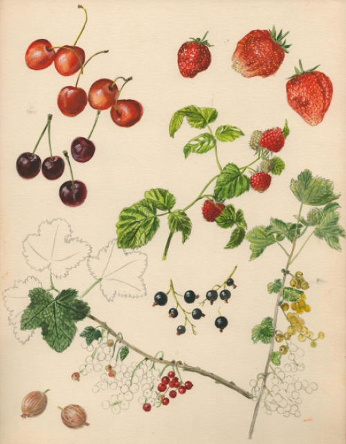 Aquarel van Pascal Van Den Steen kopen