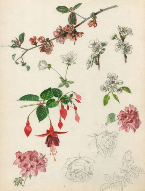 Aquarel met fuchsia bloemen van Van Den Steen kopen