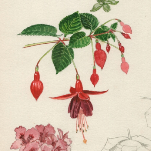 Aquarel door de Belgische kunstenaar Pascal Van Den Steen