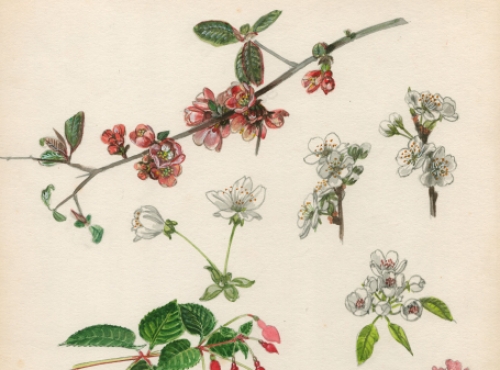 Belgische schilder Pascal Van Den Steen met een aquarel