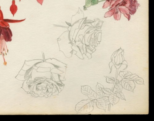 Aquarel van fuchsia bloemen naar 18de eeuwse voorbeeld