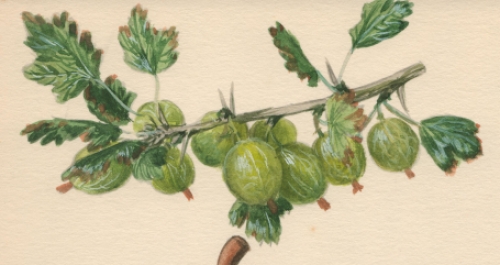 Aquarel door de Belgische kunstenaar Pascal Van Den Steen