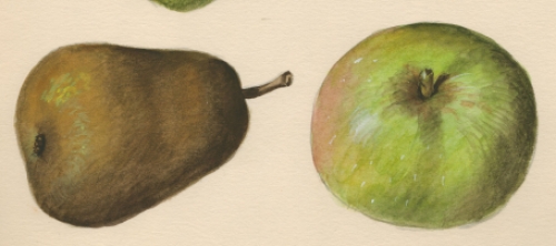 Aquarel van inheems fruit